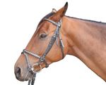 Il mondo sensoriale del cavallo - Ministero della Salute Il mondo sensoriale del cavallo