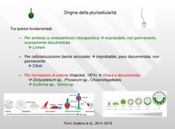 Origine della pluricellularità - Unife