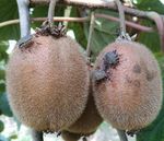 Cimice asiatica Indicazioni relative a Prevenzione e Difesa - Novembre 2020