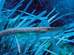 L'Eden sommerso nel mare di Ustica