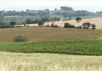 Tito Caffi - Modelli previsionali per la difesa della vite, dal territorio al vigneto