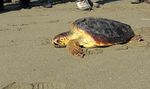 Sulle tracce ...delle tartarughe marine - Come riconoscere i segni lasciati sulla sabbia dalle femmine per la deposizione delle uova