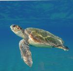 Sulle tracce ...delle tartarughe marine - Come riconoscere i segni lasciati sulla sabbia dalle femmine per la deposizione delle uova