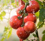 Catalogo 2020 prodotti per l'agricoltura a residualit&agrave; zero - Bio Alt