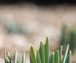 Catalogo 2020 prodotti per l'agricoltura a residualit&agrave; zero - Bio Alt