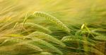 Catalogo 2020 prodotti per l'agricoltura a residualit&agrave; zero - Bio Alt