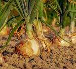 Catalogo 2020 prodotti per l'agricoltura a residualit&agrave; zero - Bio Alt