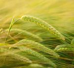 Catalogo 2020 prodotti per l'agricoltura a residualit&agrave; zero - Bio Alt