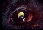 Oculopatie Ereditarie in Italia nel Pinscher e nello Schnauzer