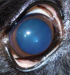 Oculopatie Ereditarie in Italia nel Pinscher e nello Schnauzer
