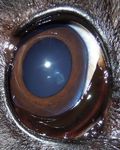 Oculopatie Ereditarie in Italia nel Pinscher e nello Schnauzer