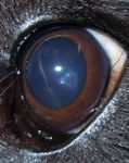 Oculopatie Ereditarie in Italia nel Pinscher e nello Schnauzer