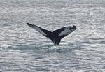 ISLANDA: AVVENTURA NORDICA - 10 giorni in gruppo tra ghiacci, viste surreali e cetacei - Yana Viaggi