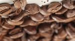TECNOLOGIA DELLA SEPARAZIONE FLOTTWEG PER LA PRODUZIONE DI CAFF&Egrave; ISTANTANEO - Approfitta del potenziale, massimizza la resa