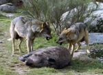 IL CINGHIALE - Città Metropolitana di Torino...