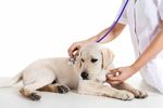 ASSISTENTE DI STUDIO VETERINARIO ANIMAL CARE - CORSO PER