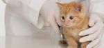 ASSISTENTE DI STUDIO VETERINARIO ANIMAL CARE - CORSO PER