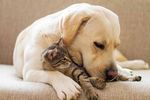 ASSISTENTE DI STUDIO VETERINARIO ANIMAL CARE - CORSO PER