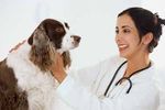 ASSISTENTE DI STUDIO VETERINARIO ANIMAL CARE - CORSO PER