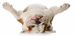 ASSISTENTE DI STUDIO VETERINARIO ANIMAL CARE - CORSO PER