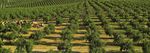 DALLA NOSTRA COOPERATIVA GARANZIA DI FILIERA TOSCANA - Agrifood Toscana