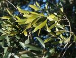 XYLELLA FASTIDIOSA 2021 - MISURE DI CONTENIMENTO E PREVENZIONE - Comune di Palo del Colle