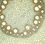 "Dentro la vita" (dal macroscopico al microscopico) - Percorso di ricerca-azione A.s. 2009-2010 classe II sez. A