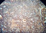 "Dentro la vita" (dal macroscopico al microscopico) - Percorso di ricerca-azione A.s. 2009-2010 classe II sez. A