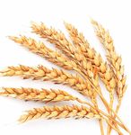 RAPPORTO ORIGINI E GARANZIE MATERIE PRIME AGRICOLE - Coop ...