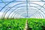 RAPPORTO ORIGINI E GARANZIE MATERIE PRIME AGRICOLE - Coop ...