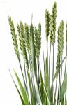 RAPPORTO ORIGINI E GARANZIE MATERIE PRIME AGRICOLE - Coop ...