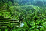 Bali Verde e Azzurro Viaggio individuale partenze giornaliere