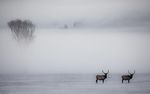 YELLOWSTONE: WINTER - Grandi Viaggi Fotografici