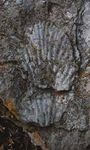 Cronache ipogee pagine di informazione speleologica per il Friuli Venezia Giulia - n. 10/2018 - FSR-FVG e La Gazzetta dello speleologo