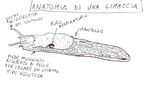CORDENONS NATURA pagine d'informazione dell'Associazione Naturalistica Cordenonese Sede: Via M. della Liberta' n 35; www: curtisnaturae.it Numero ...