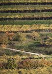 VALPOLICELLA - Valpolicella Web