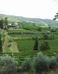 VALPOLICELLA - Valpolicella Web