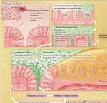 Aspetti innovativi di identificazione e trattamento delle infezioni da Clostridium difficile - Paolo Lanzafame U.O. Microbiologia e Virologia ...