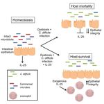 Aspetti innovativi di identificazione e trattamento delle infezioni da Clostridium difficile - Paolo Lanzafame U.O. Microbiologia e Virologia ...