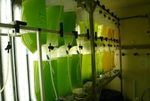 Valutazione delle cinetiche di crescita di Chlorella vulgaris su impianto pilota a luce pulsata