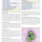 Coronavirus: quello che c?è da sapere. Ultimi aggiornamenti - Rovigo24ore