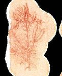 LEONARDO DA VINCI La sua vita e le sue intuizioni nelle opere più importanti - BARRINGTON BARBER - IBS