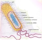 CORSO DI LAUREA IN SCIENZE DELLA FORMAZIONE PRIMARIA ESERCITAZIONI DI BIOLOGIA - Lezione prima parte - Dott.ssa Annamaria Fiar&egrave;