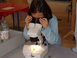 CORSO DI LAUREA IN SCIENZE DELLA FORMAZIONE PRIMARIA ESERCITAZIONI DI BIOLOGIA - Lezione prima parte - Dott.ssa Annamaria Fiar&egrave;