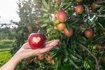Foliage, notti fra i vigneti e settimane della mela: arriva l'autunno sul Lago di Costanza - ABC PR Consulting
