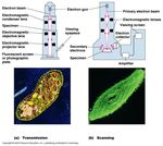 COLORAZIONE ED OSSERVAZIONE DEI MICRORGANISMI - GIOVANNI DI BONAVENTURA, PH.D. CI "MICROBIOLOGIA E MICROBIOLOGIA CLINICA" CDS MEDICINA E CHIRURGIA ...