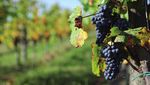 FOOD & WINE MANAGEMENT - MASTER - Strada del Barolo