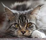 Il decollo di Malpensa - Air Italy, la nuova compagnia dei cieli italiani, punta tutto sul rilancio dell'aeroporto milanese - Iulm