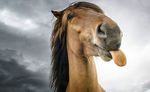 Testo descrittivo Descrizione di un animale