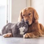 Testo descrittivo Descrizione di un animale